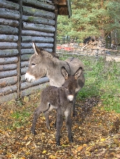 Filinchen und Pauline 2