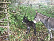 Filinchen und Pauline